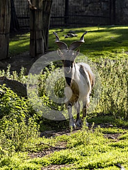 Markhor, Capra falconeri, has large twisted horns, males are larger