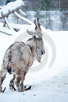 Markhor, Capra falconeri portrait on natural