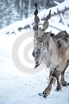 Markhor, Capra falconeri portrait on natural winter background, Male with  horns