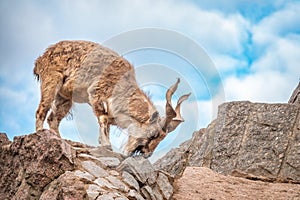 Markhor, Capra falconeri, wild goat native to Central Asia, Karakoram and the Himalayas standing on rock on blue sky background