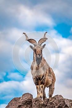 Markhor, Capra falconeri, wild goat native to Central Asia, Karakoram and the Himalayas standing on rock on blue sky background