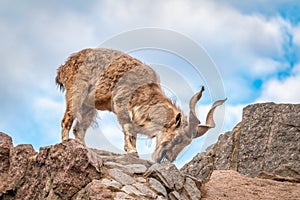 Markhor, Capra falconeri, wild goat native to Central Asia, Karakoram and the Himalayas standing on rock on blue sky background