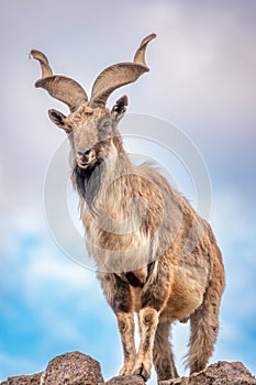 Markhor, Capra falconeri, wild goat native to Central Asia, Karakoram and the Himalayas standing on rock on blue sky background