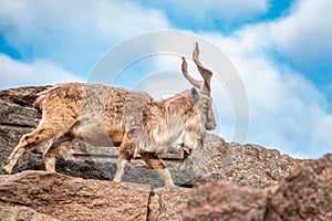 Markhor, Capra falconeri, wild goat native to Central Asia, Karakoram and the Himalayas standing on rock on blue sky background