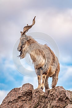 Markhor, Capra falconeri, wild goat native to Central Asia, Karakoram and the Himalayas standing on rock on blue sky background