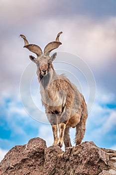 Markhor, Capra falconeri, wild goat native to Central Asia, Karakoram and the Himalayas standing on rock on blue sky background