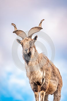 Markhor, Capra falconeri, wild goat native to Central Asia, Karakoram and the Himalayas standing on rock on blue sky background