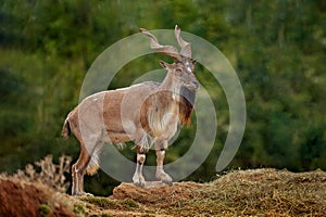 Markhor, Capra falconeri, wild ibex sheep from Pakistan in Asia. Markhor in the habitat, rocky mountain. Screw-horned goat,