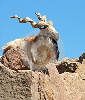 Markhor