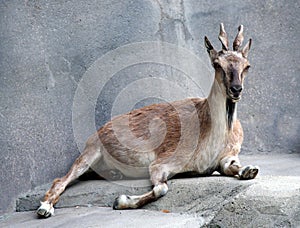Markhor Goat
