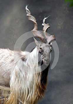 Markhor Goat