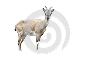 Markhor goat, Capra falconeri