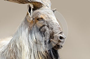 Markhor goat head