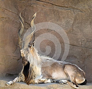 Markhor Goat with Twisted Horns