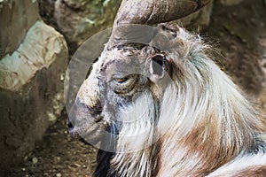 Markhor head side view