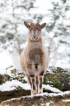 Markhor kid with little horns standing on the rock