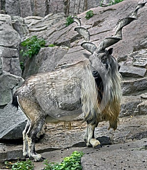 Markhor male 3