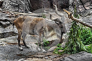 Markhor male eats leaves 2