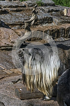 Markhor male in the enclosure 1