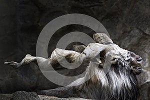 Markhor male at rest on the rock. Bukharan markhor Capra falconeri heptneri, also known as the Turkomen Markhor.