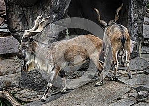 Markhor males on the artificial rock 2