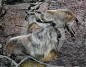 Markhor males on the rock 2 photo
