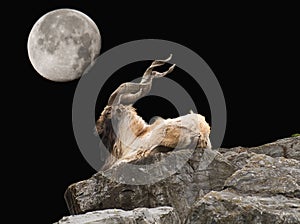 Markhor and moon photo