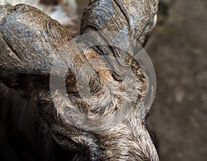 Markhor in Moscow zoo