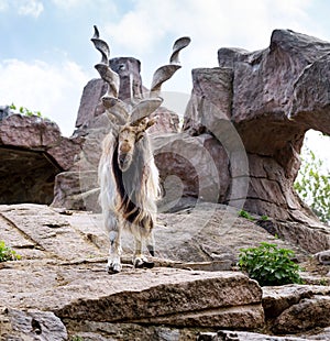 Markhor in Moscow zoo