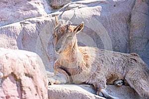 The Markhor or scythe goat lies on rocks and gets sunbases. Mountain goat in the wild Capra falconeri