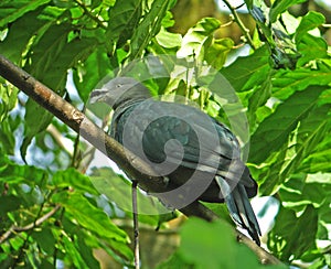 Markiezenmuskaatduif, Marquesan Imperial-Pigeon, Ducula galeata