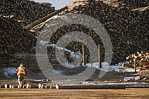 Marking Logs at the Mill