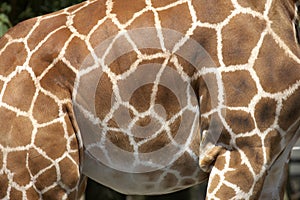 Markings of the rothchilds giraffe