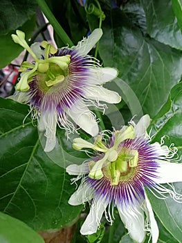 markisa beautiful flower