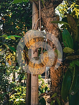 Markisa fruit indonesia