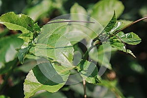 markisah or passion fruit leaves cup picture