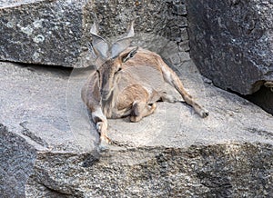 Markor goat or Wild goat Capra falconeri lies on a rock. Wilhelma, Struttgart photo