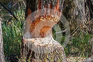 Marks afters beaver teeth on a tree trunk in wetland