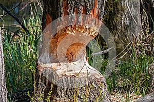 Marks afters beaver teeth on a tree trunk in wetland photo