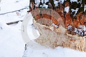 Marks from beaver teeth on tree trunk. Close-up of deciduous tree with beaver teeth marks and covered with snow