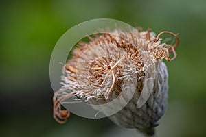 Marlborough rock daisy Olearia insignis, seed head