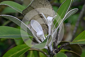 Marlborough rock daisy Olearia insignis, silvery bud