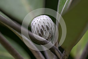 Marlborough rock daisy Olearia insignis, a silvery bud