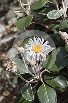 Marlborough Rock Daisy, Pachystegia insignis