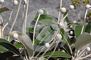 Marlborough Rock Daisy, Pachystegia insignis