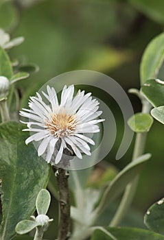 Marlborough Rock Daisy, Pachystegia insignis