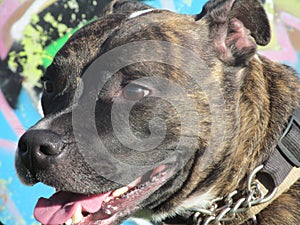 Marley the Staffordshire Bull Terrier 2