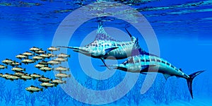 Marlin and Bocaccio Rockfish photo