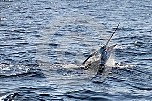 Marlin sailfish, pacific ocean, Costa Rica