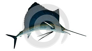 Marlin - Swordfish,Sailfish saltwater fish Istiophorus isolate